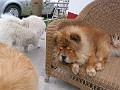 20121110_Cusca_Avalanche (47)